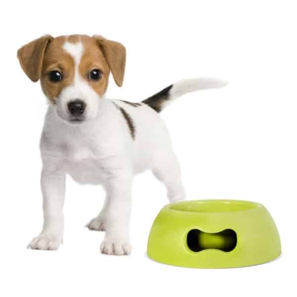United Pets Pappy Bowls