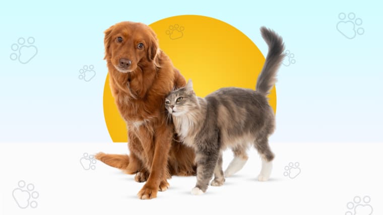 What is Insight Pet Solutions about?
