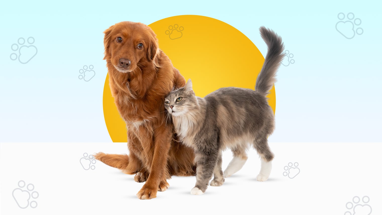 What is Insight Pet Solutions about?